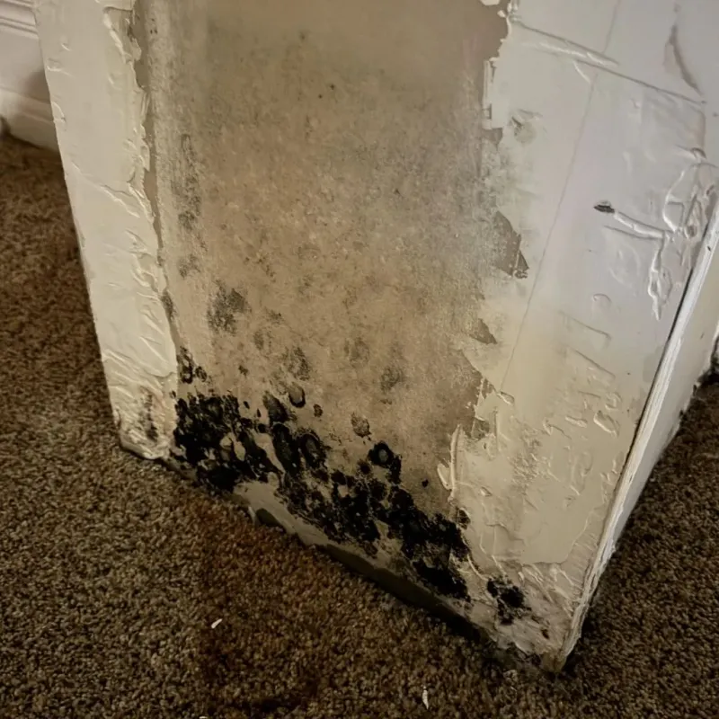 Professional Mold Removal in Carroll County, GA